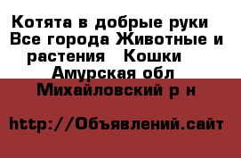 Котята в добрые руки - Все города Животные и растения » Кошки   . Амурская обл.,Михайловский р-н